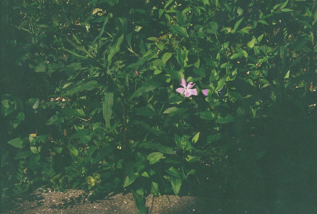 紫