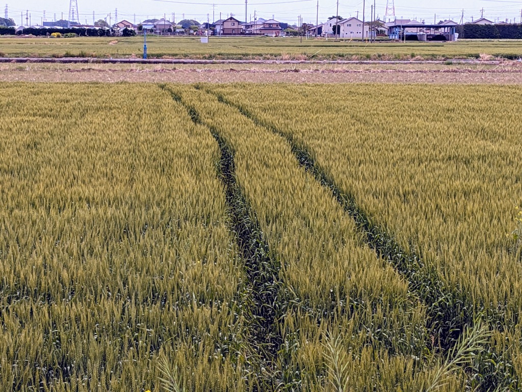 小麦畑の謎の轍
