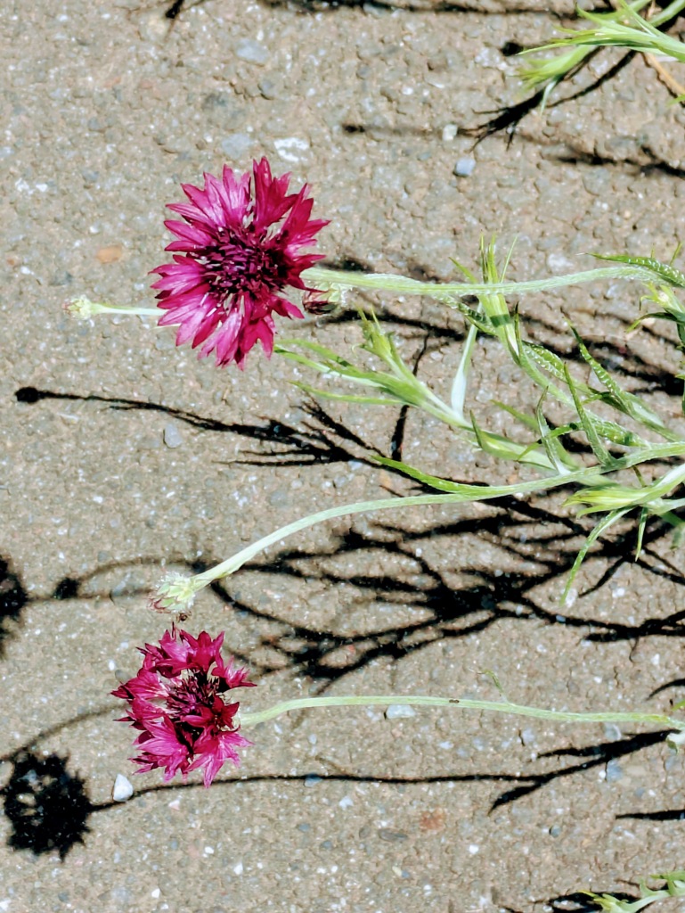 路傍の花１