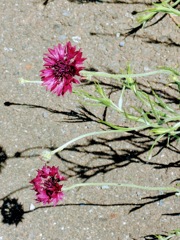 路傍の花１