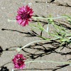 路傍の花１
