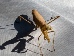 もしかして、私をエサだと狙ってる？