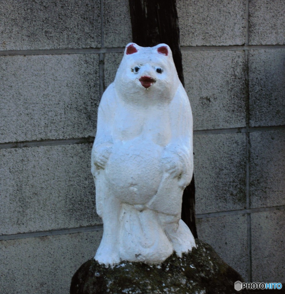 白いたぬきさん
