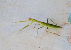 庭で見つけたカマキリ
