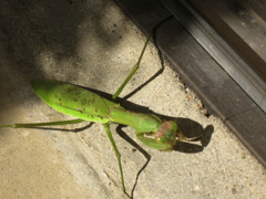 緑のカマキリ