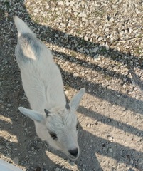 角が生えてきました