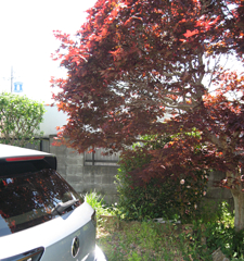 カエデと自家用車