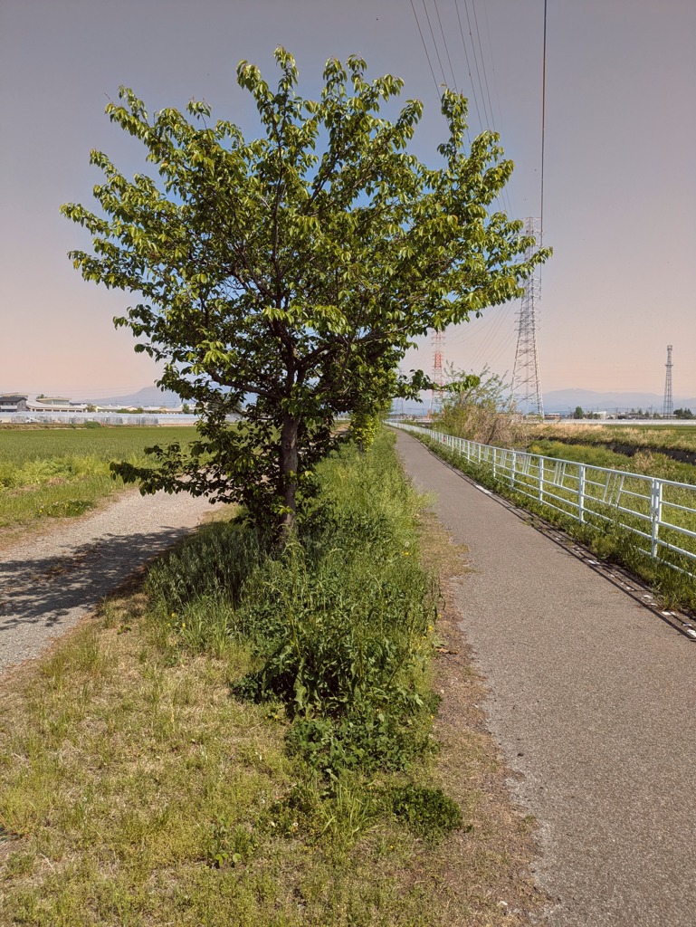 早川サイクリングロードの桜並木　パート３　のその後