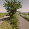 早川サイクリングロードの桜並木　パート３　のその後