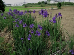 野生の菖蒲？