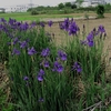 野生の菖蒲？