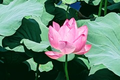 伊与久沼の蓮