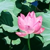 伊与久沼の蓮