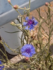 路傍の花２