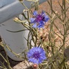路傍の花２