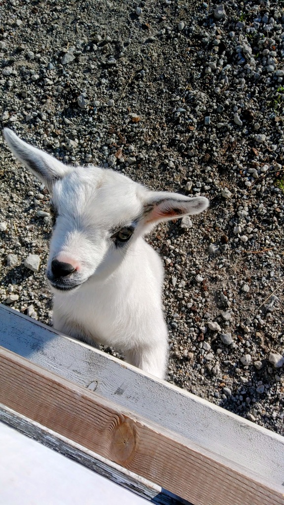 出逢った頃の君は