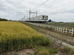 麦畑を疾走する電車