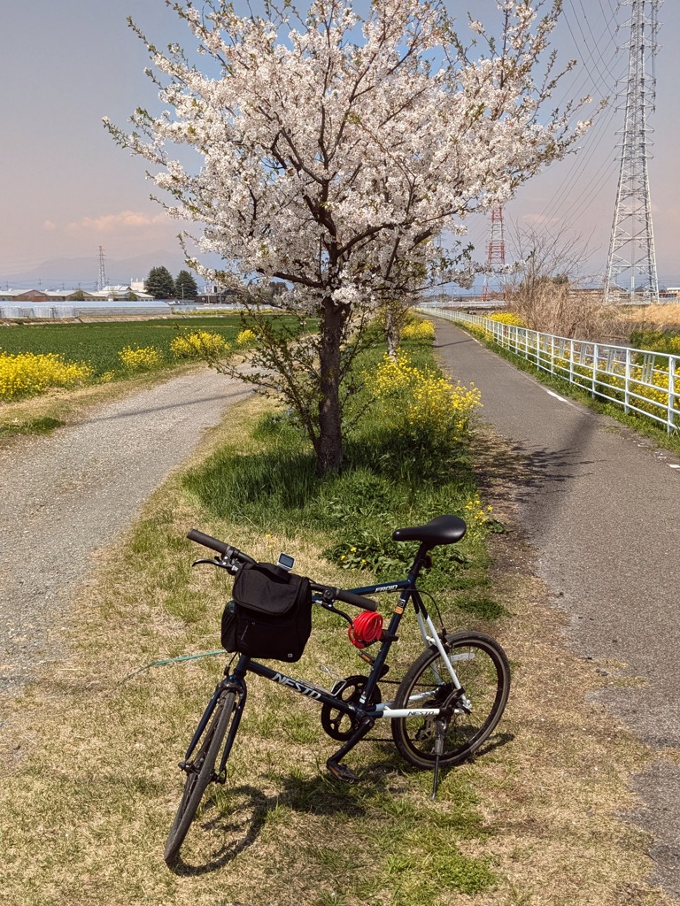 早川サイクリングロードの桜並木　パート３