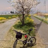 早川サイクリングロードの桜並木　パート３