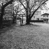桜も散りはじめ・・・