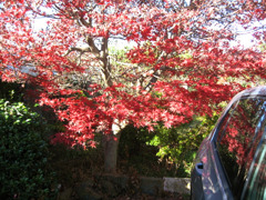 我が家の紅葉