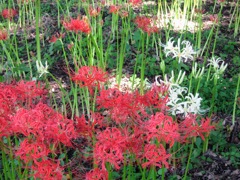 紅白彼岸花