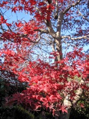 我が家の紅葉＆紅一点１