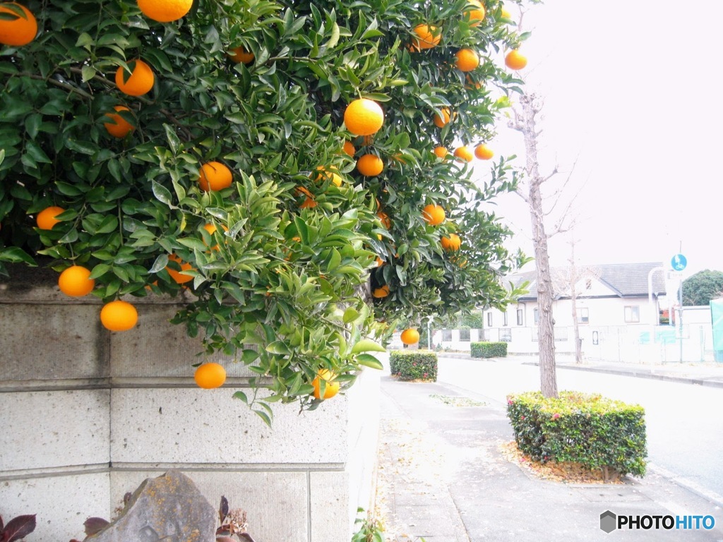 柑橘類の実り　１