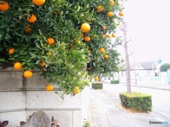 柑橘類の実り　１