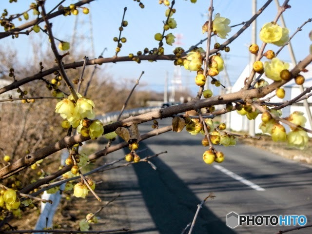 蝋梅咲き始め　２