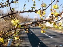 蝋梅咲き始め　２