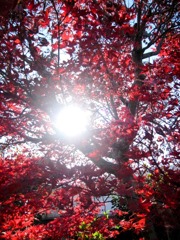 我が家の紅葉＆紅一点２