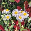 雑草ですが・・・