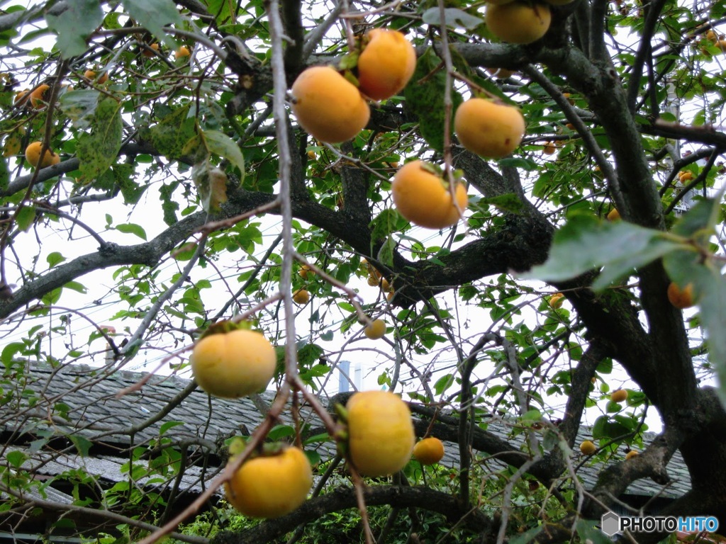 我が家の庭の柿