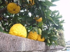 柑橘類の実り　２
