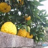 柑橘類の実り　２