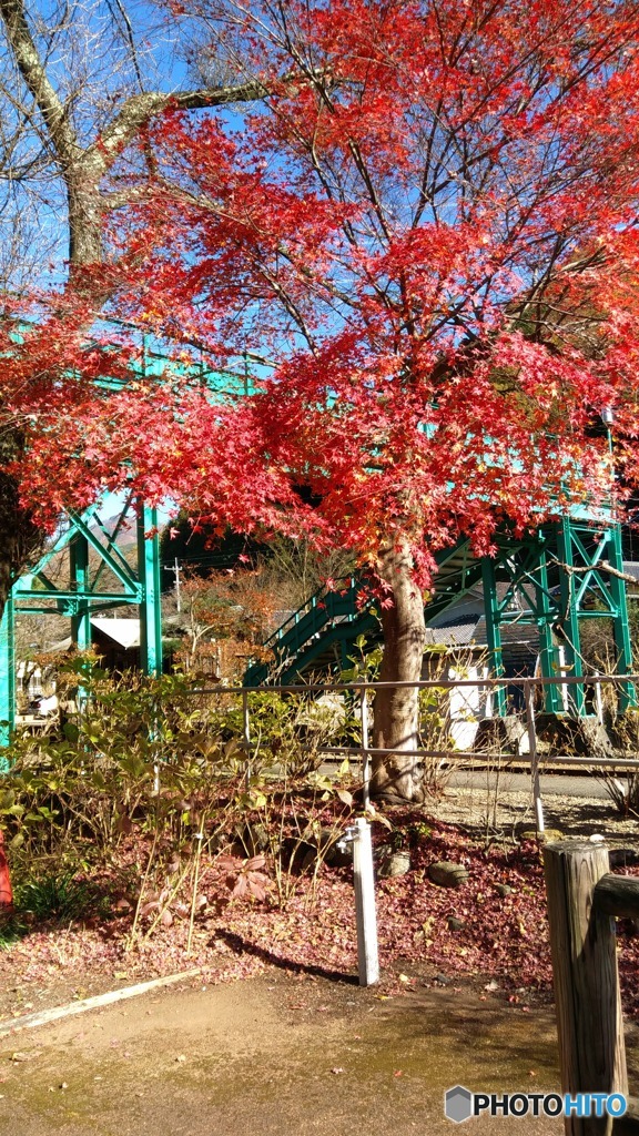 わたらせ渓谷鉄道　沢入駅の紅葉