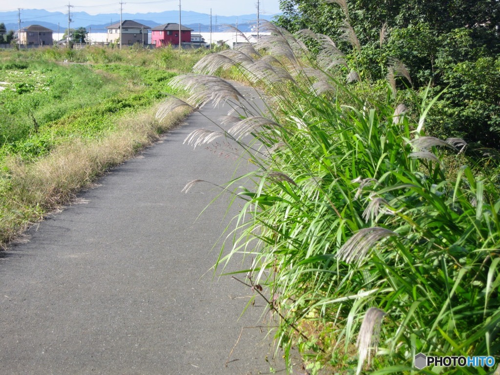 秋のサイクリングロード１