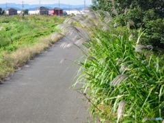 秋のサイクリングロード１