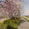 早川サイクリングロードの桜並木　パート１