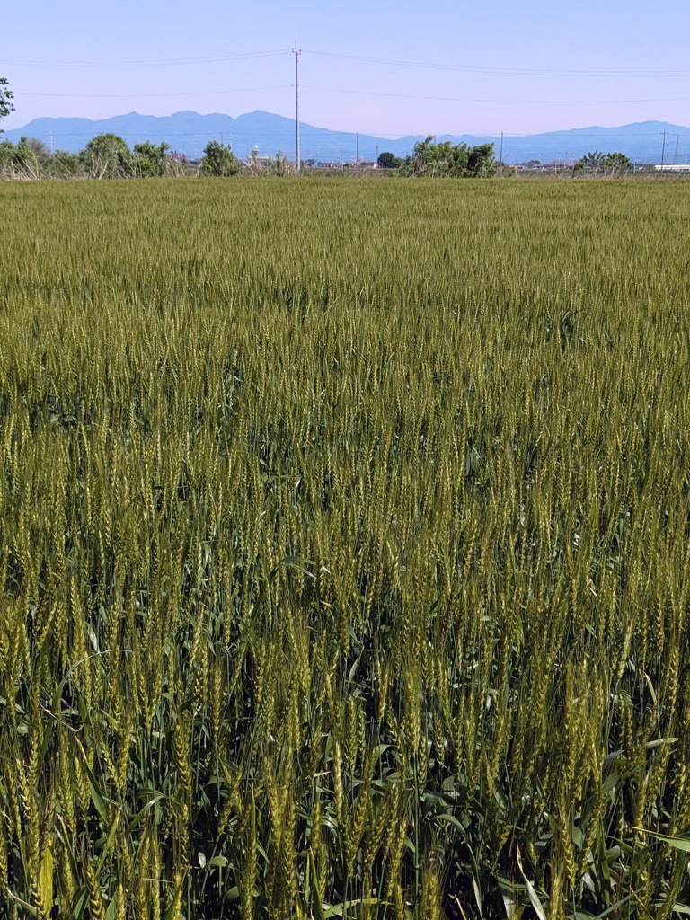 小麦畑