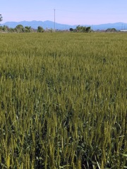 小麦畑