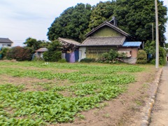 埼玉の農村風景