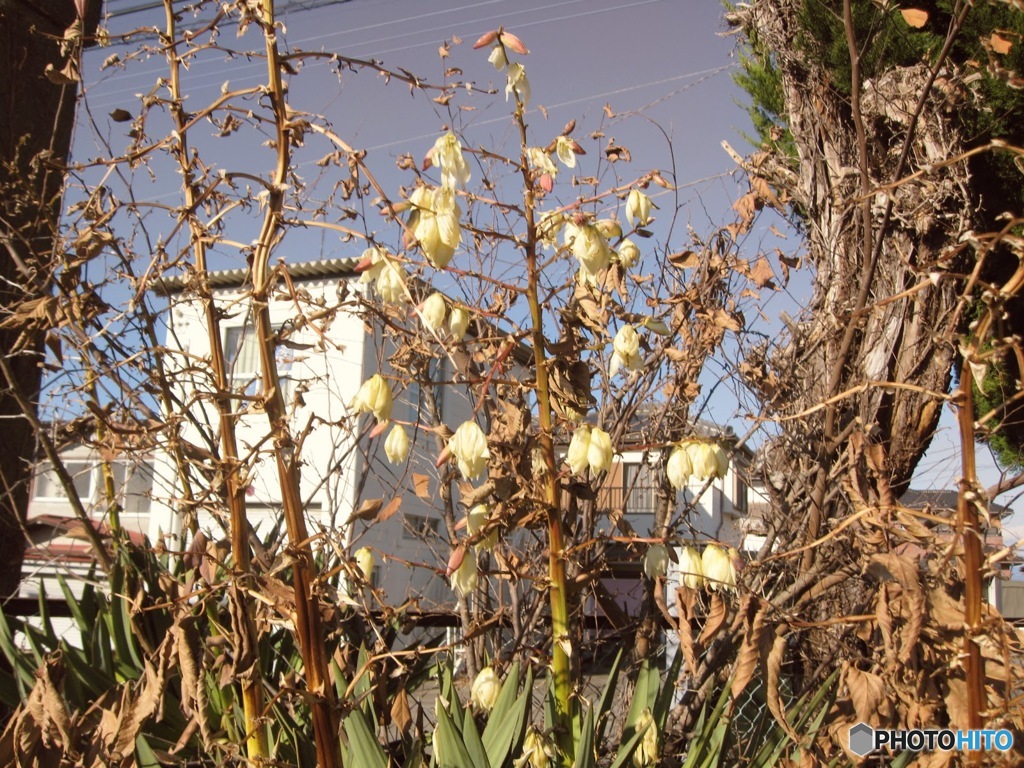廃校に咲く黄色い花　２