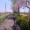 早川サイクリングロードの桜並木　パート２