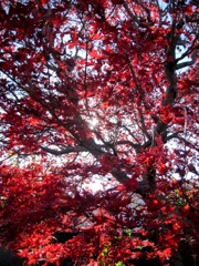 我が家の紅葉＆紅一点３