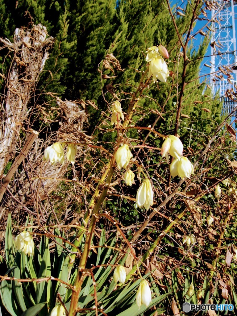 廃校に咲く黄色い花