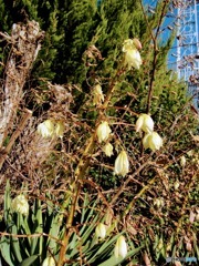 廃校に咲く黄色い花