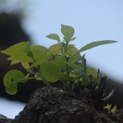 古木に宿る新緑