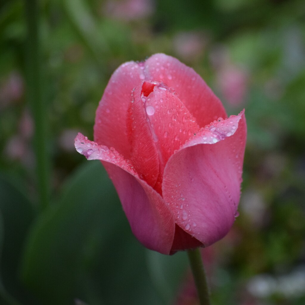 雨　チューリップ芽生え　ちょうど